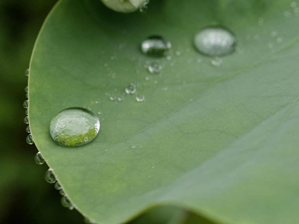 ぷるぷるしずくシリーズ