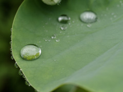 ぷるぷるしずくシリーズ