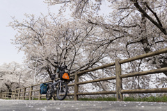 さくらさくさくデイズ™