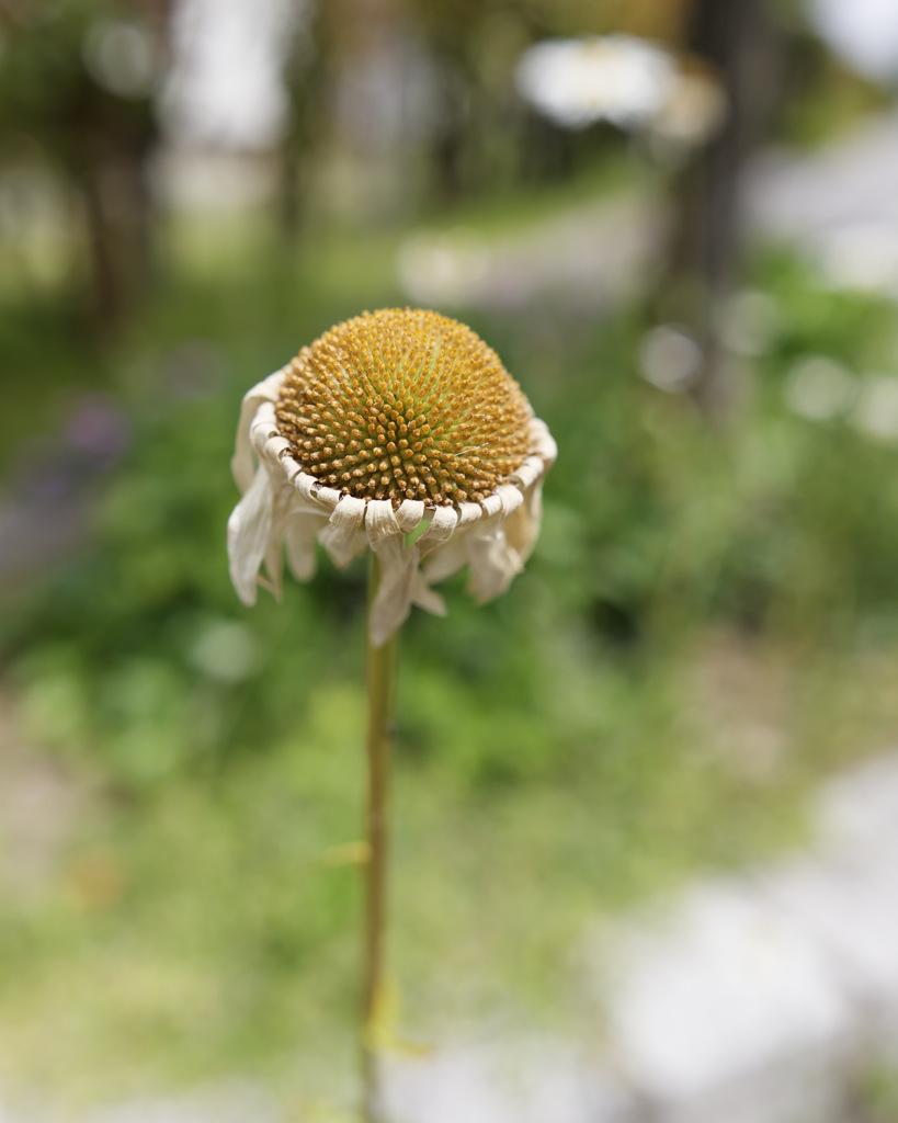 きくあたま
