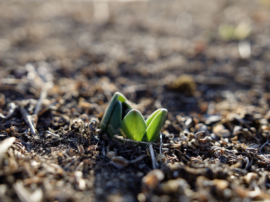 にょきにょきくんシリーズ