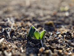 にょきにょきくんシリーズ