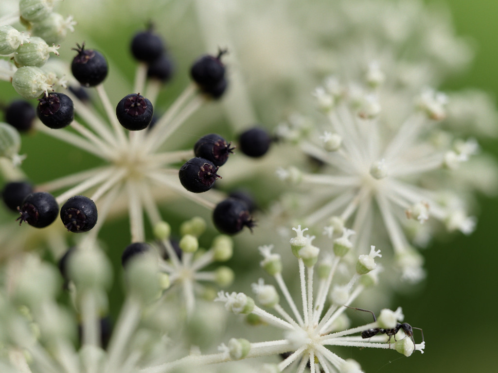 タラノキ feat. アーリーズ