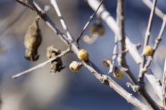 花びらの準備が進むろうばいくん