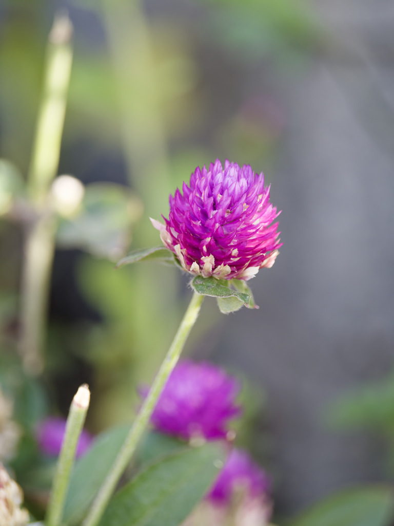 センニチコウちゃん