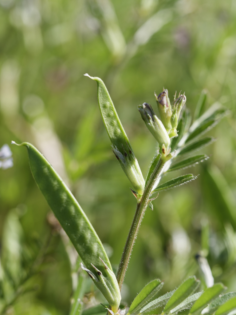 えんどう豆のｴｹﾁｪﾝ