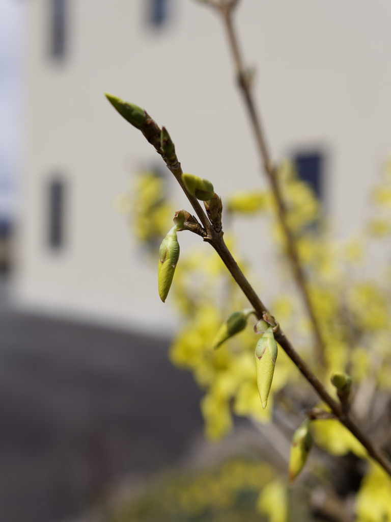 レンギョウくんのつぼみ