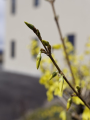 レンギョウくんのつぼみ