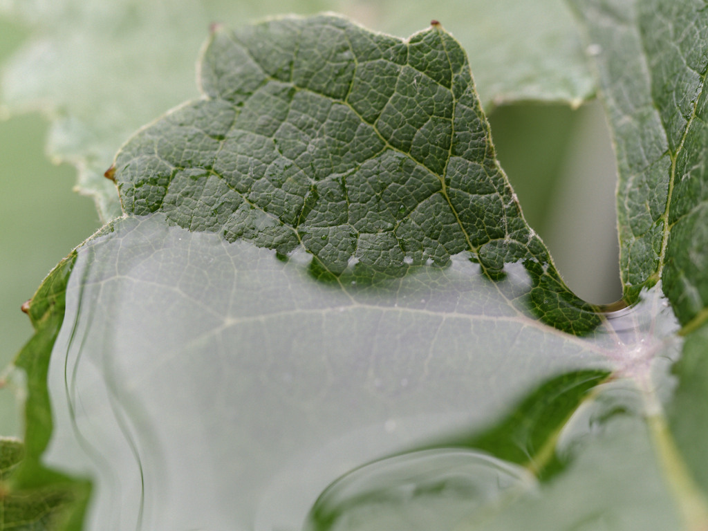 あめしずくシリーズ