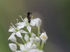 ニラの花に顔を突っ込んでるアリくん