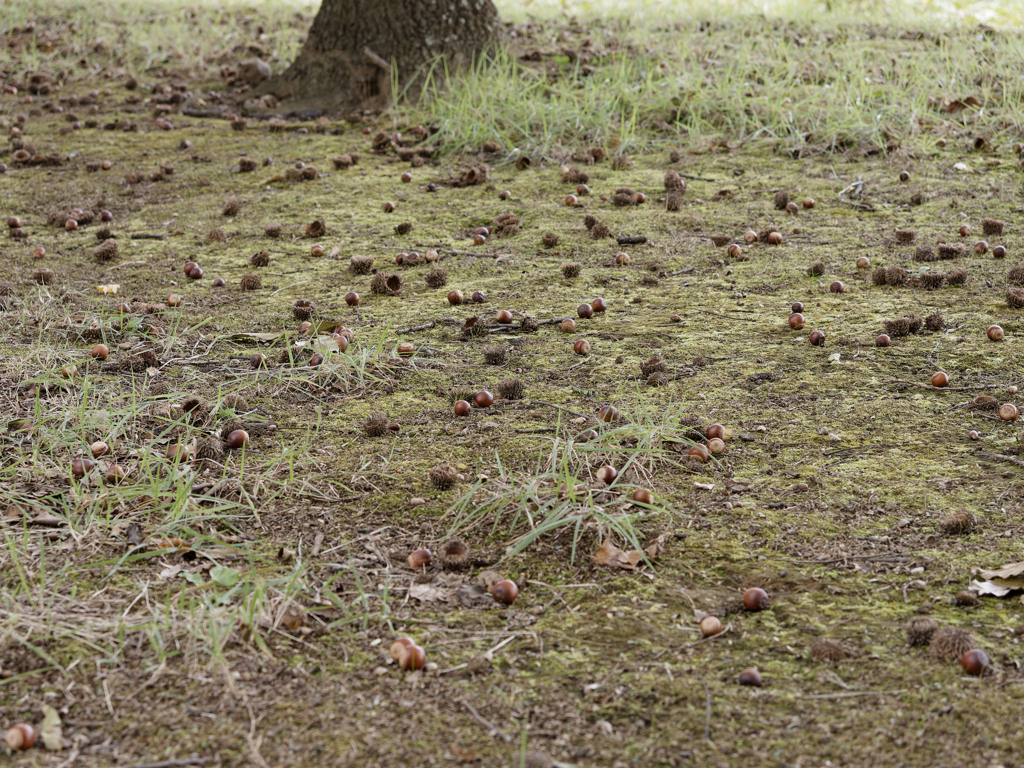 どんぐりだらけ