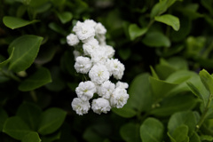 シジミソウかな？