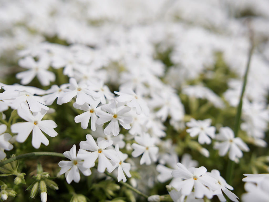 SUPER WHITE