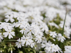 SUPER WHITE