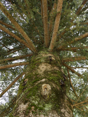 ファンジー感ある木肌