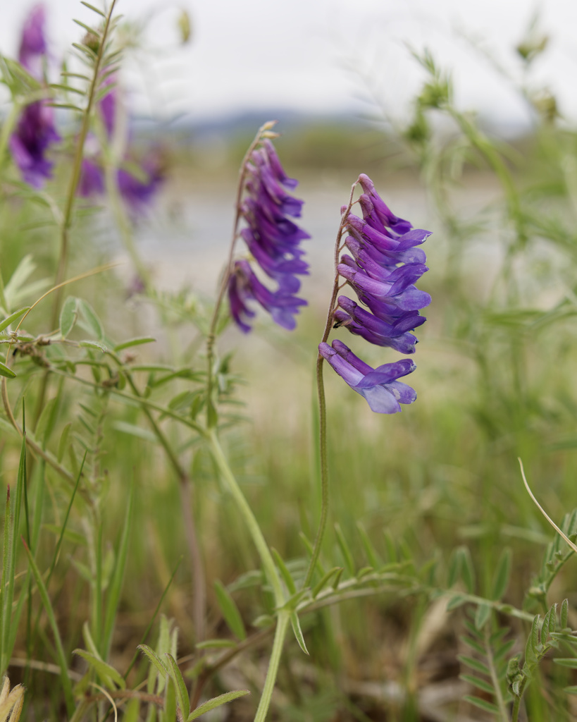 ナヨクサフジくん