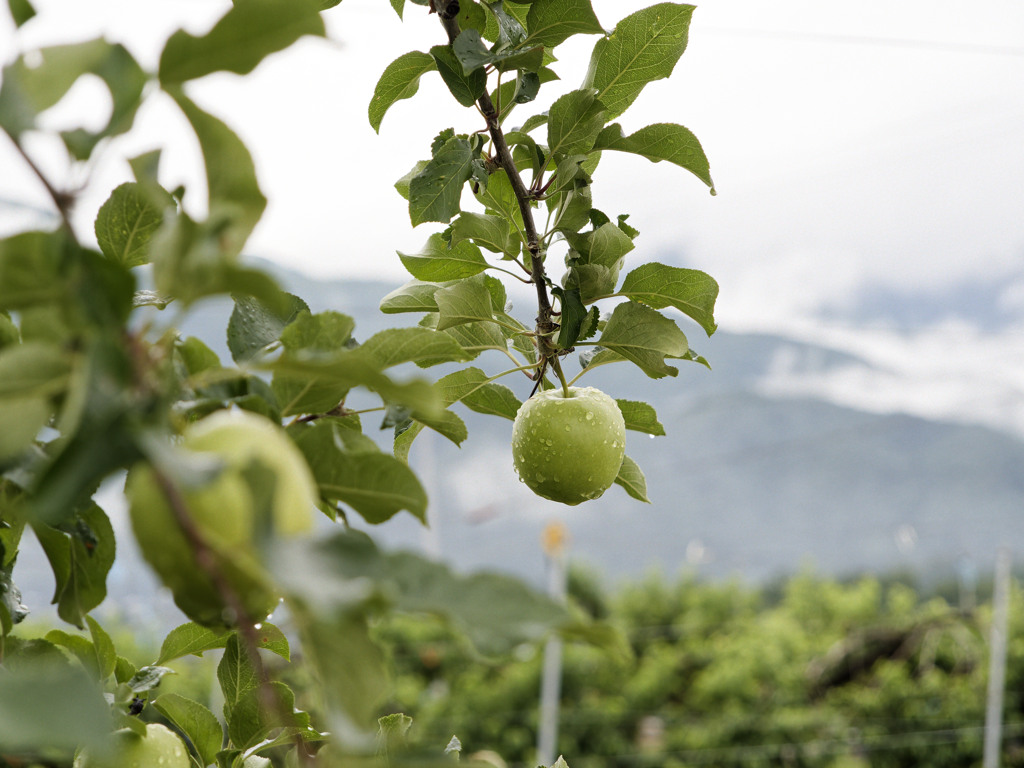 りんごのｴｹﾁｪﾝ