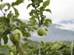 りんごのｴｹﾁｪﾝ