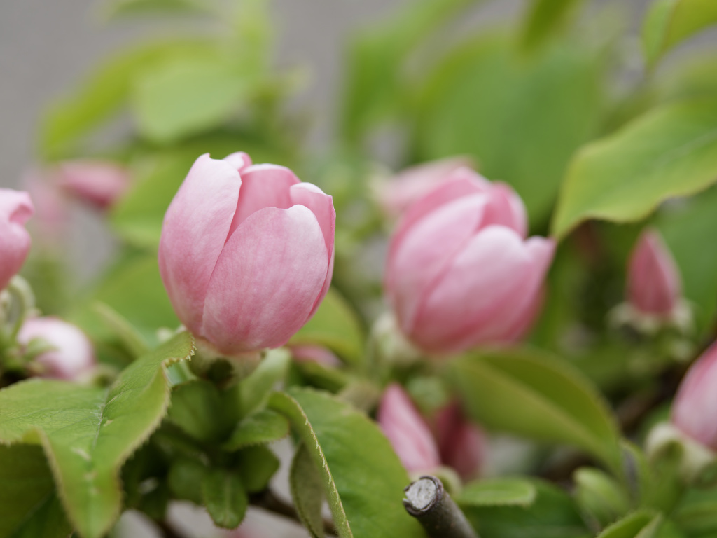 かりんの花