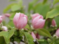 かりんの花