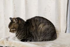 にゃんも