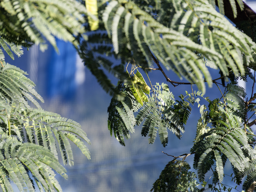 ネムノキくんの豆