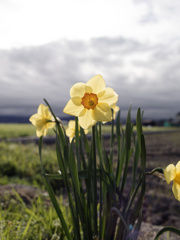 スイセンすいすいデイズ