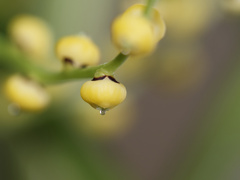 テーブルヤシくんのお花