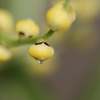 テーブルヤシくんのお花