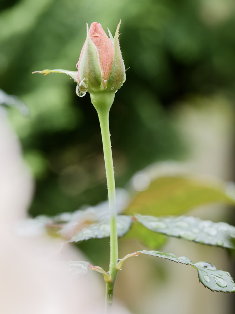 雨のおはなちゃんシリーズ