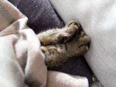 ねこのて