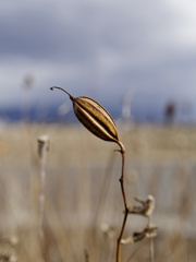 ﾐｽﾀｰﾍﾝﾘｰ