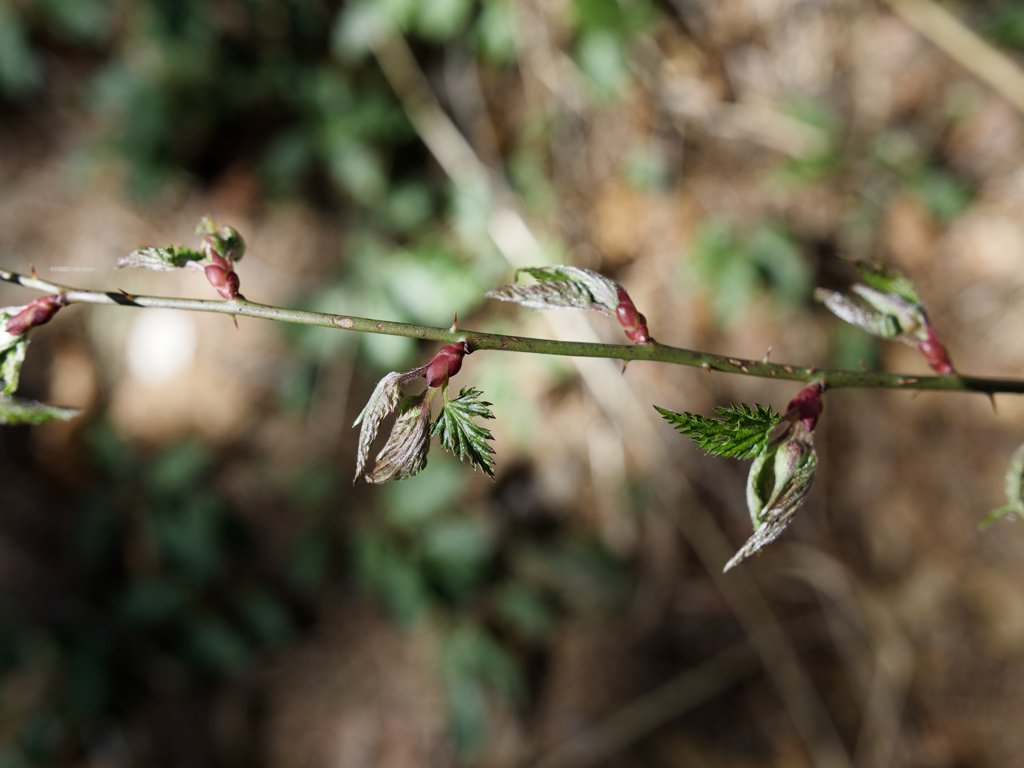 クリスマス感を醸していた植物