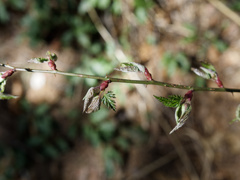 クリスマス感を醸していた植物