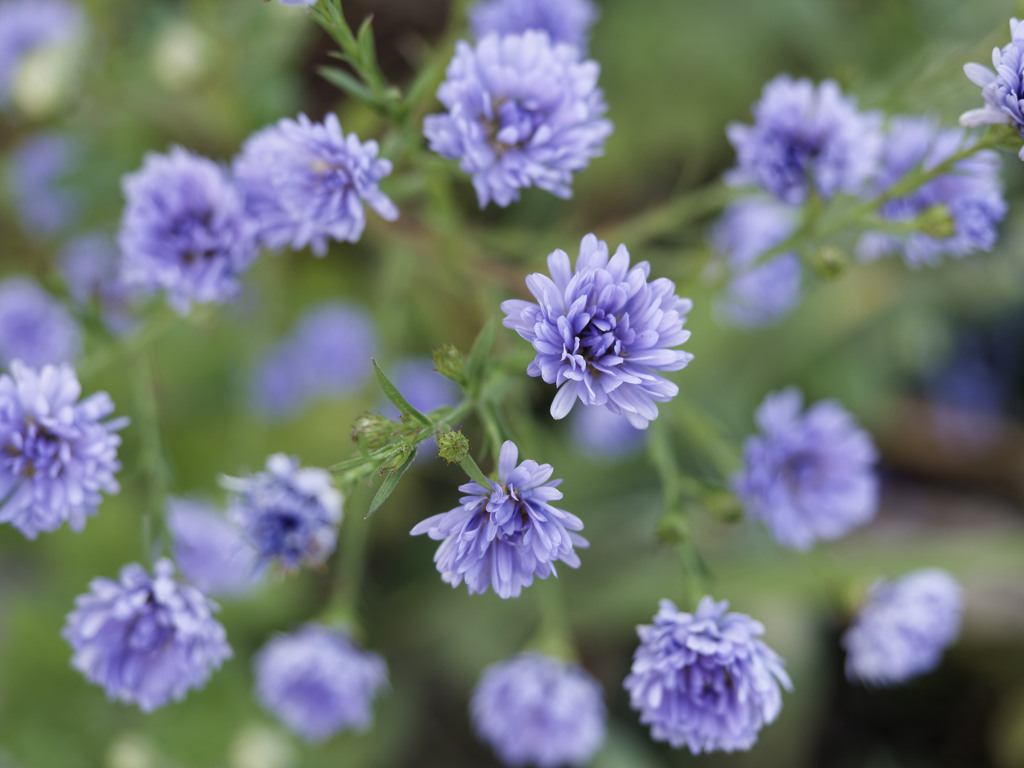 クジャクソウくん