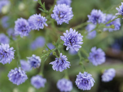 クジャクソウくん