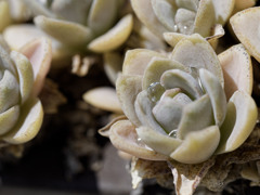 まるでジュエルシリーズ