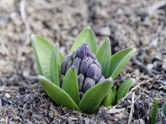 ヒヤシンスくん