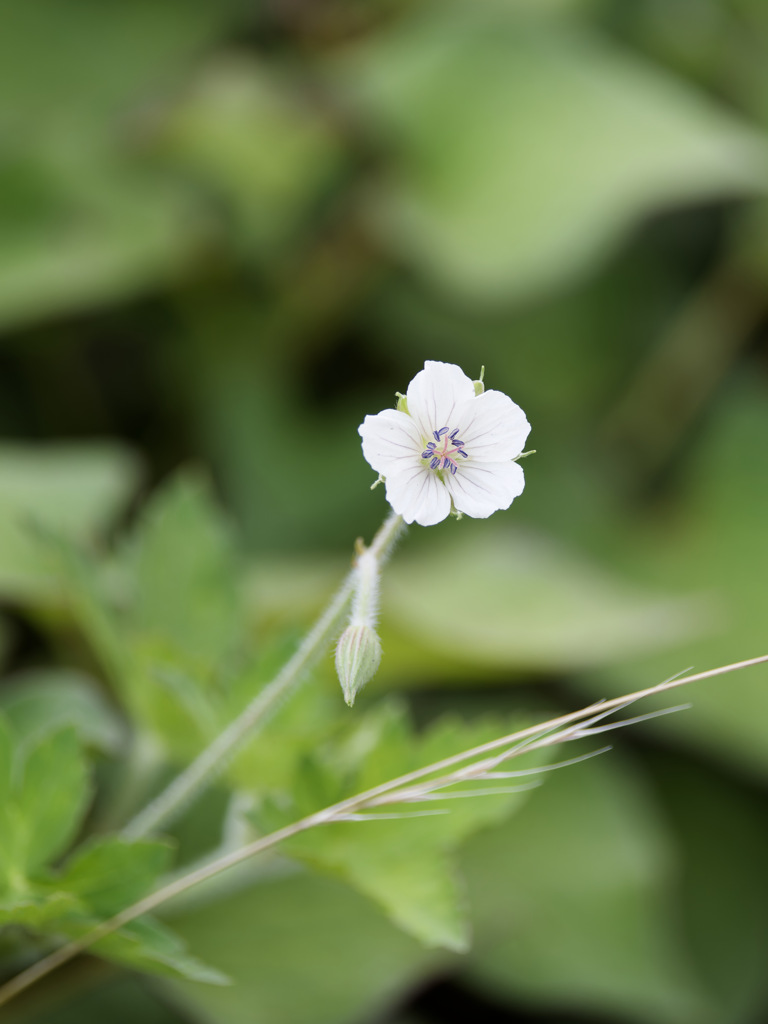 ゲンノショウコ氏