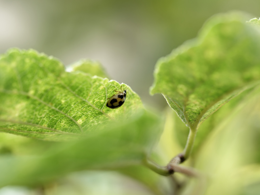 ニュービートル