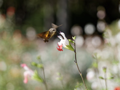 ドローンよりに素早く正確に動くホウジャクくん