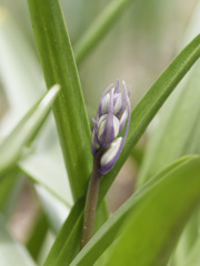 イングリッシュ・ブルーベルちゃんのつぼみ