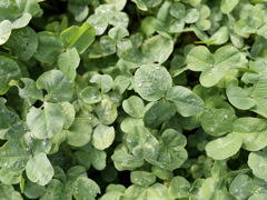 いつのまにか生い茂ってるクローバーくん