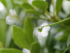 雨しずくぷるぷるシリーズ