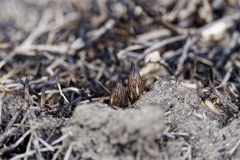 つくしの発射口