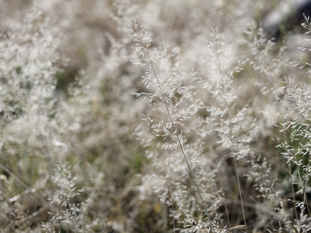 もしゃもしゃくん