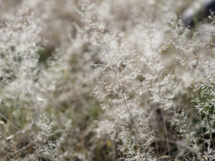 もしゃもしゃくん