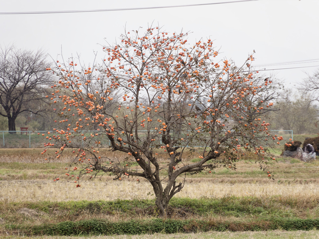 柿の木 feat. ﾊﾄｽﾞ