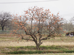 柿の木 feat. ﾊﾄｽﾞ