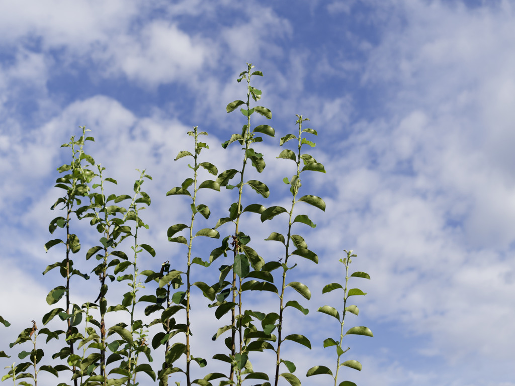 ぐんぐんのびる